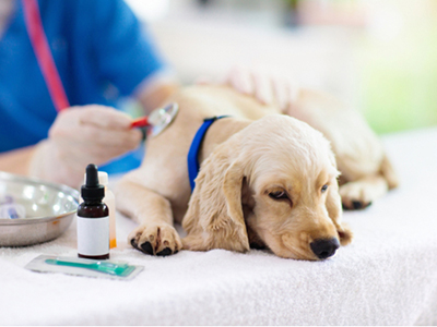 「愛犬のフィラリア予防費は薬を変えると安くなる」のイメージ画像